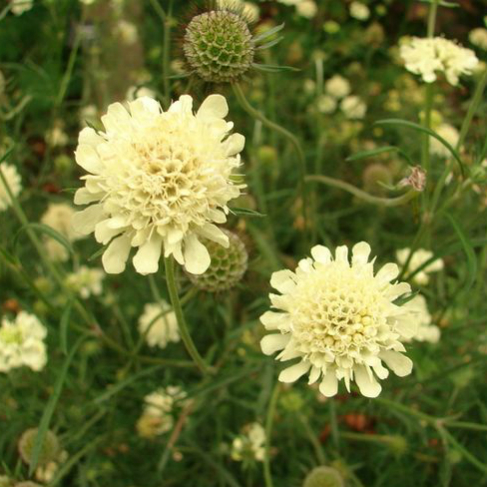 Scabiosa ochroleuca