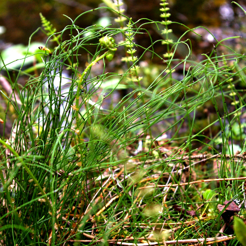 Equisetum scirpoides