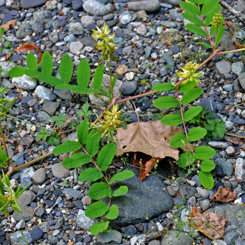 Astragalus glycyphyllos