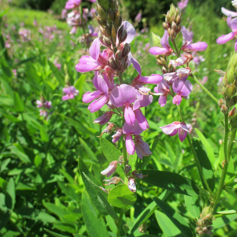Desmodium canadense
