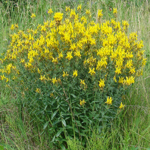 Genista tinctoria