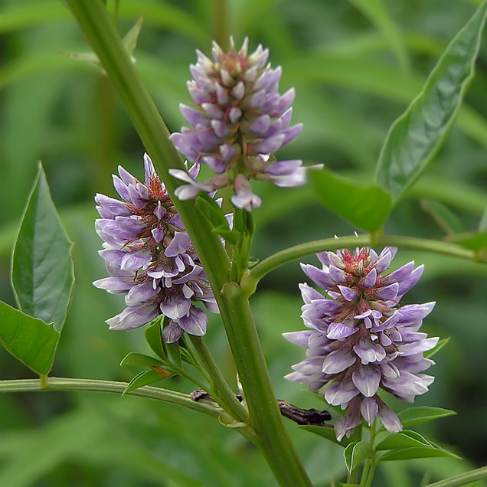Glycyrrhiza pallidiflora