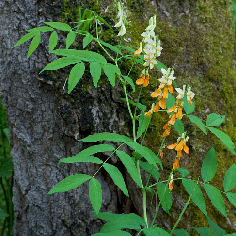 Lathyrus gmelinii