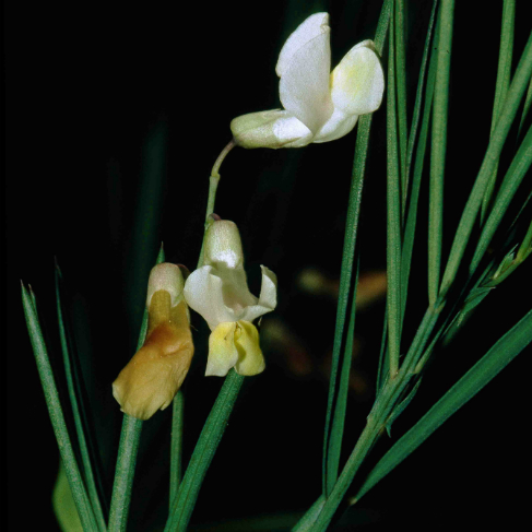 Lathyrus pannonicus