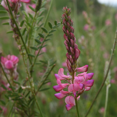 Onobrychis arenaria