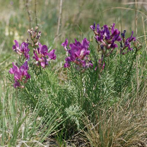 Oxytropis inaria