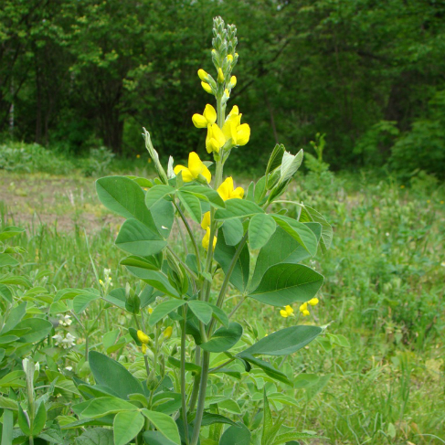Thermopsis lupinoides