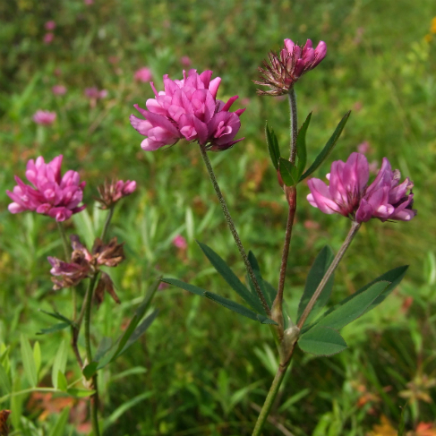 Trifolium lupinaster