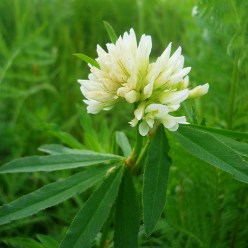 Trifolium lupinaster var albiflorum