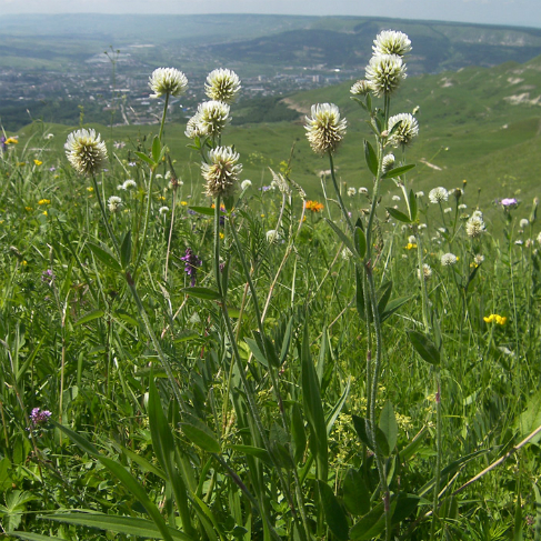 Trifolium montanum
