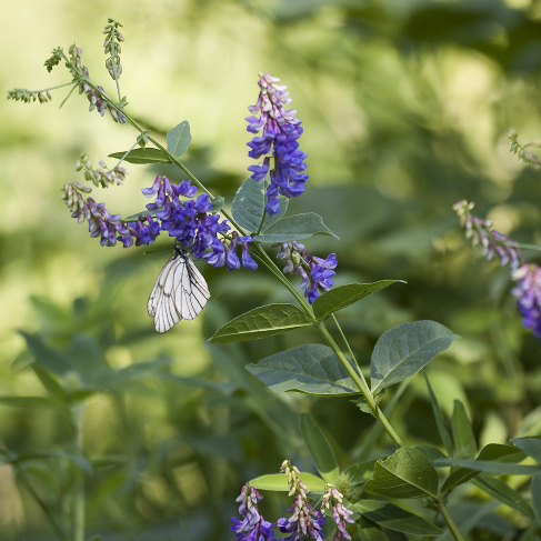Vicia unijuga