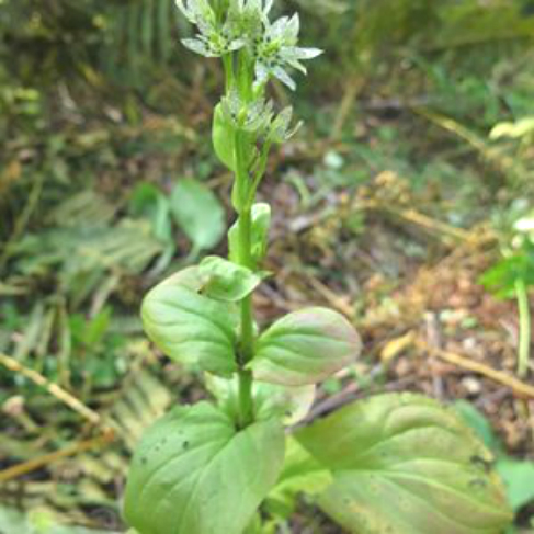 Swertia veratroides