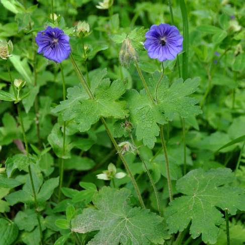 Geranium ibericum