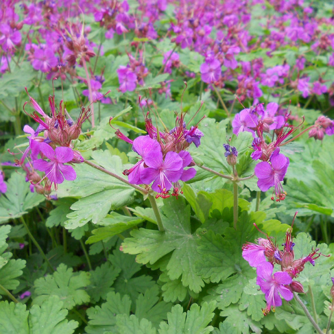 Geranium macrorrhizum