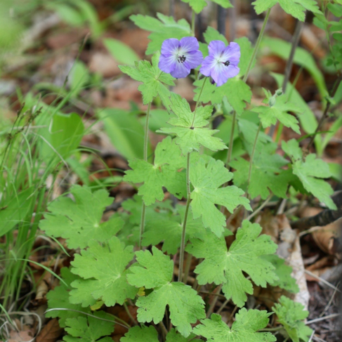 Geranium platyanthum