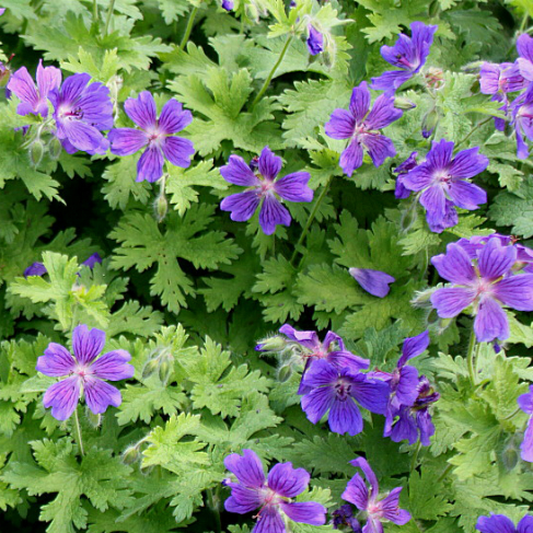 Geranium platypetalum