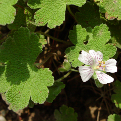Geranium renardii