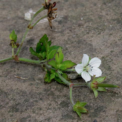 Geranium richardsonii