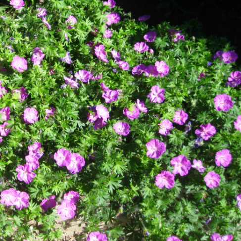 Geranium sanguineum