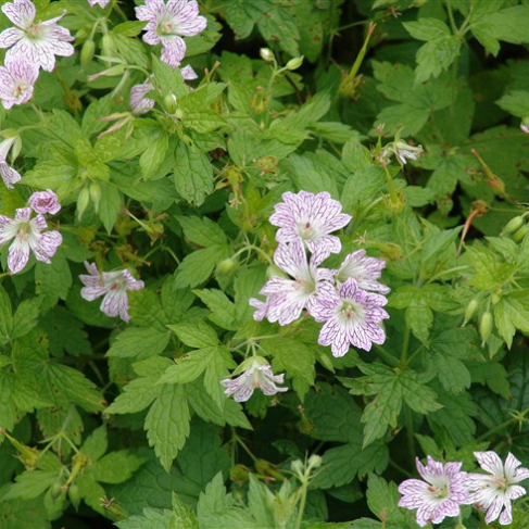 Geranium versicolor