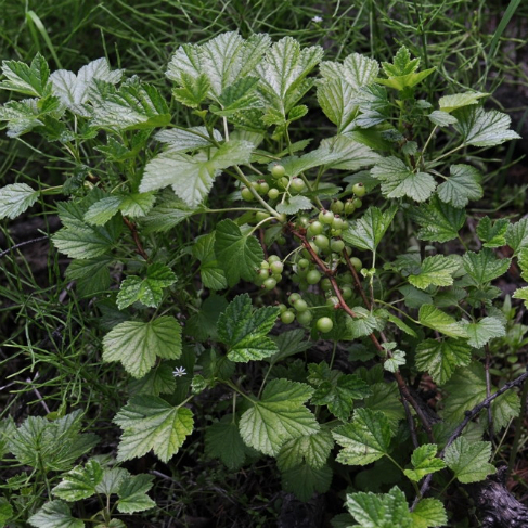 Ribes procumbens
