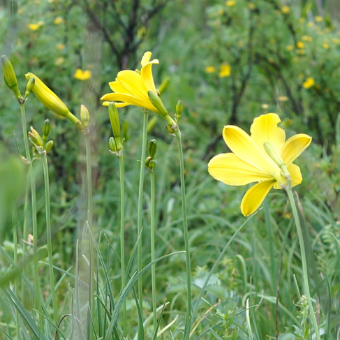Hemerocallis lilio asphodelus