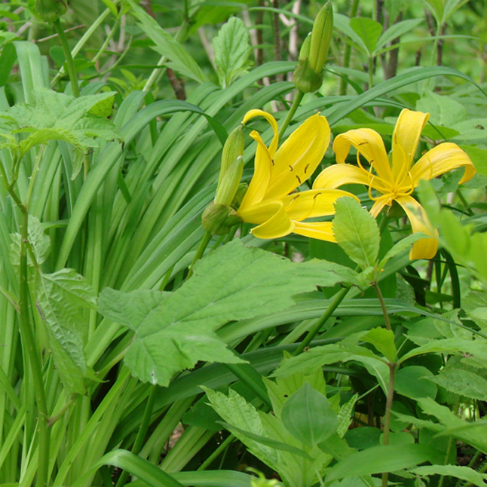 Hemerocallis middendorffii