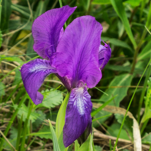 Iris aphylla