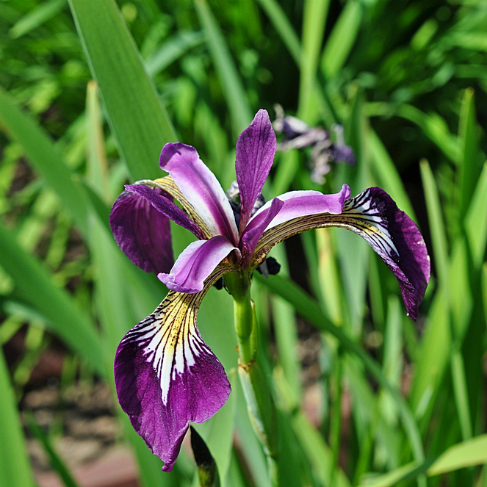 Iris chrysographes