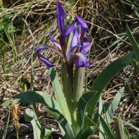 Iris glaucescens