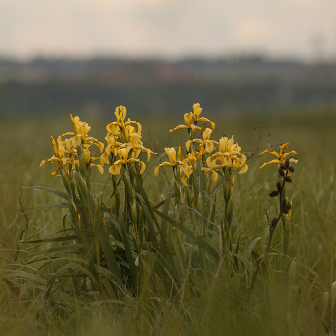 Iris halophila