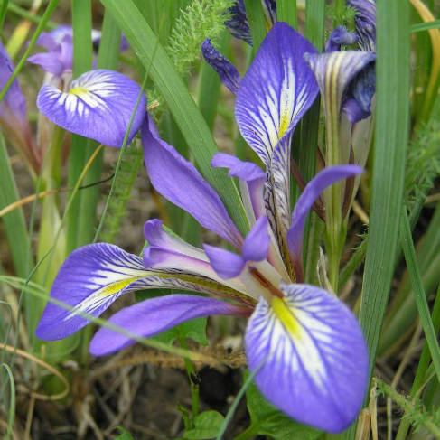 Iris ludwigii