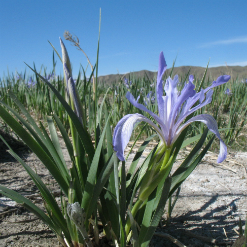 Iris pallasii