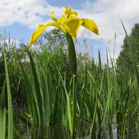 Iris pseudacorus