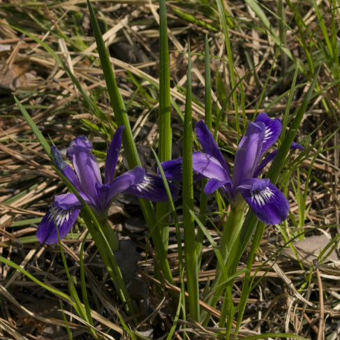 Iris ruthenica