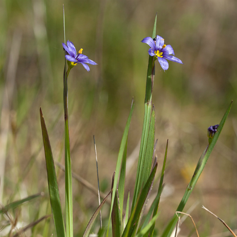 Sisyrinchium septentrionale