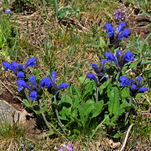Dracocephalum grandiflorum