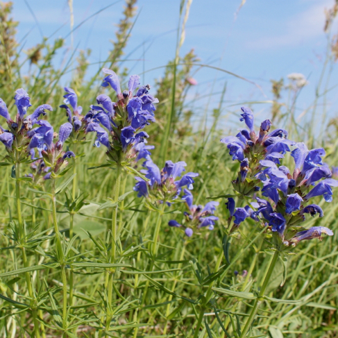 Dracocephalum ruyschiana