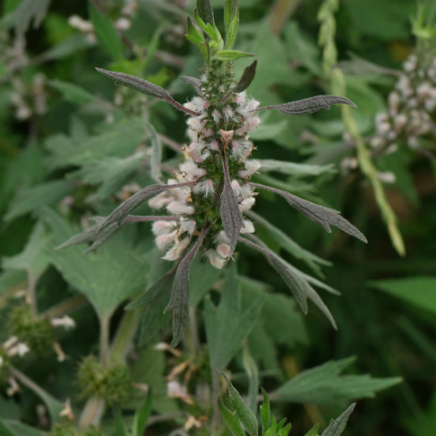 Leonurus quinquelobatus
