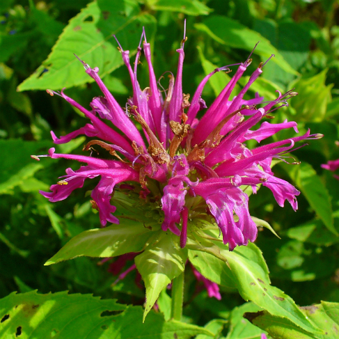 Monarda didyma