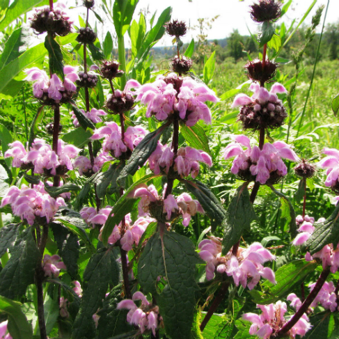 Phlomoides tuberosa