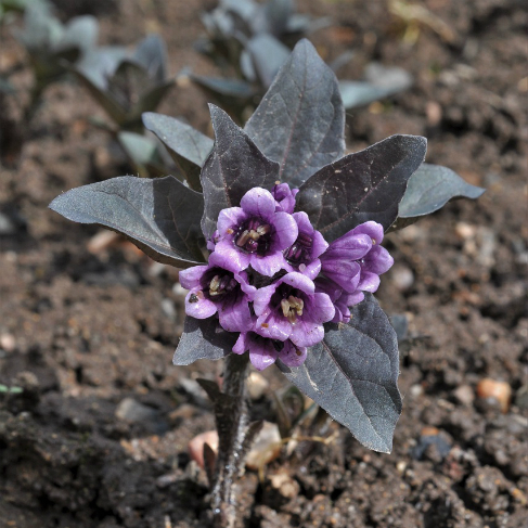 Physochlaina physaloides