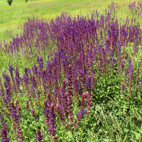 Salvia nemorosa