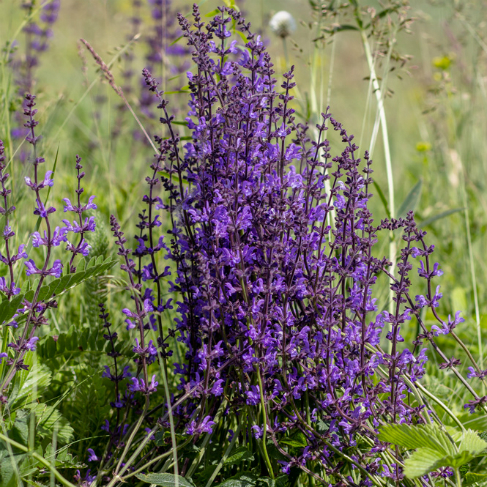 Salvia stepposa