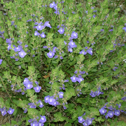 Scutellaria mongolica