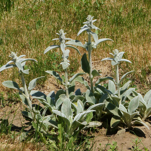Stachys byzantina