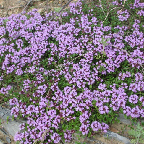 Thymus jenisseensis
