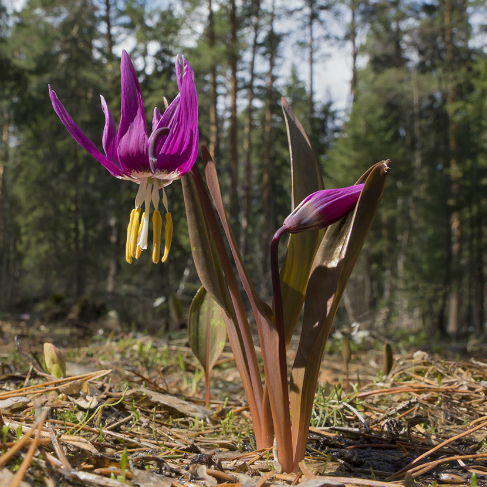 Erythronium sibiricum