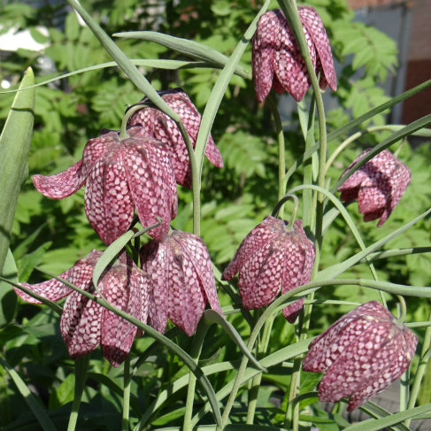 Fritillaria meleagris