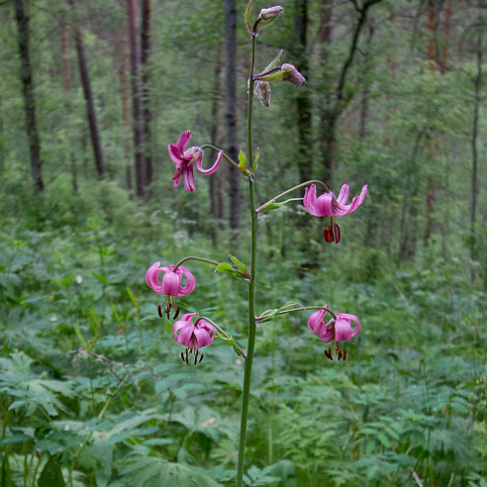 Lilium pilosiusculum